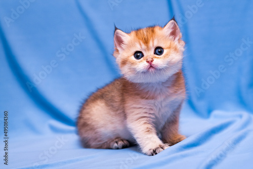 Gorgeous little British kitten Golden color with big round eyes and fluffy head.