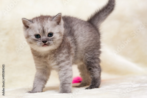 Scared kitten smoky color British breed is on four legs arching his back.