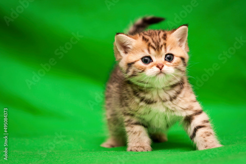 Tabby spotted kitten of golden color looks at the camera on a green background.
