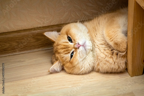 The ginger cat is resting on the floor lying upside down and looking at the camera.
