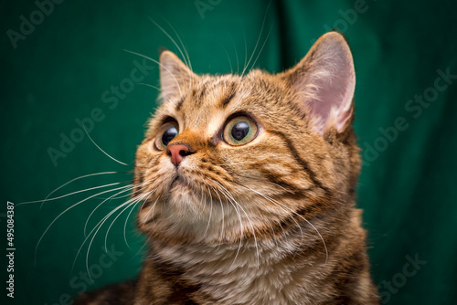 The head of a cat with a beautiful whiskers close-up, the mustachioed muzzle of a British cat.