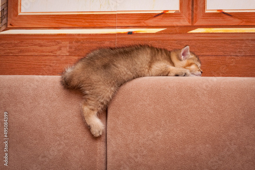 The kitten is sleeping sweetly on the sofa with its hind paw hanging down, side view.