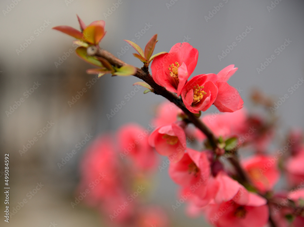 Obraz premium A tree branch blossoming in pink