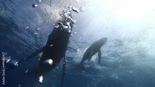 Close-up humpback whale mother and calf underwater in Pacific Ocean. Giant animals Megaptera Novaeangliae huge whales in pure transparent water in Tonga Polynesia photo