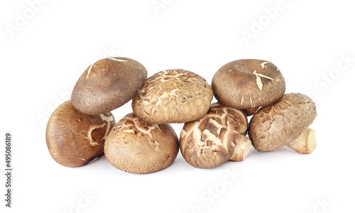 Shiitake mushroom isolated on White background