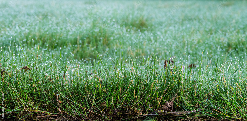 Morgentau auf Grass Werder Hvael Brandenburg Morgentau auf Grass Werder Hvael Brandenburg