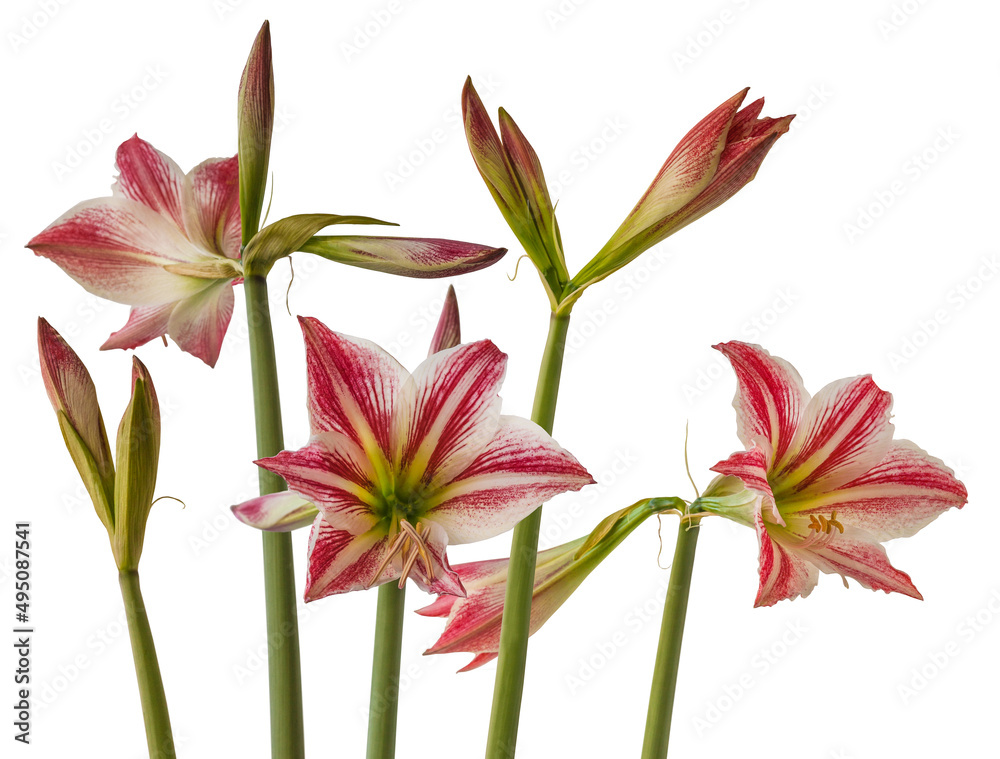 Fototapeta premium Flowering white-crimson hippeastrum (amaryllis) on a white background isolated