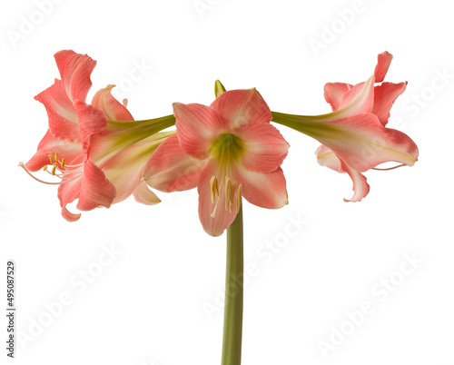 Hippeastrum (amarillis)  Trumpet  group 