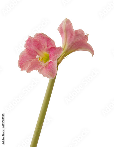 Hippeastrum (amaryllis)  