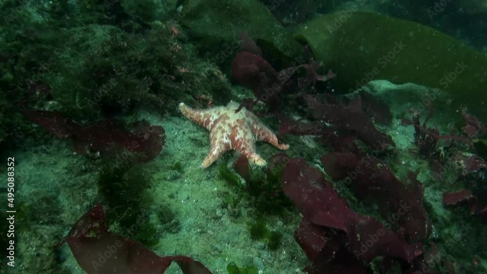 Underwater video in cold clear water of the Southern Ocean in Antarctica and floating around inhabitants of the seas. Amazing, beautiful marine life world of sea creatures. Scuba diving and tourism. Underwater video in cold clear water of the Southern Ocean in Antarctica and floating around inhabitants of the seas. Amazing, beautiful marine life world of sea creatures. Scuba diving and tourism.