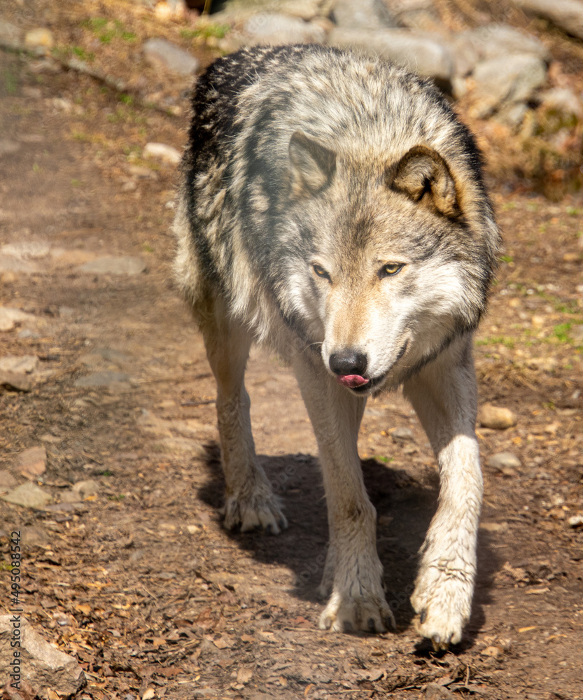 Fototapeta premium Wild wolf in the mountains