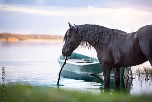 horse in water  friese 