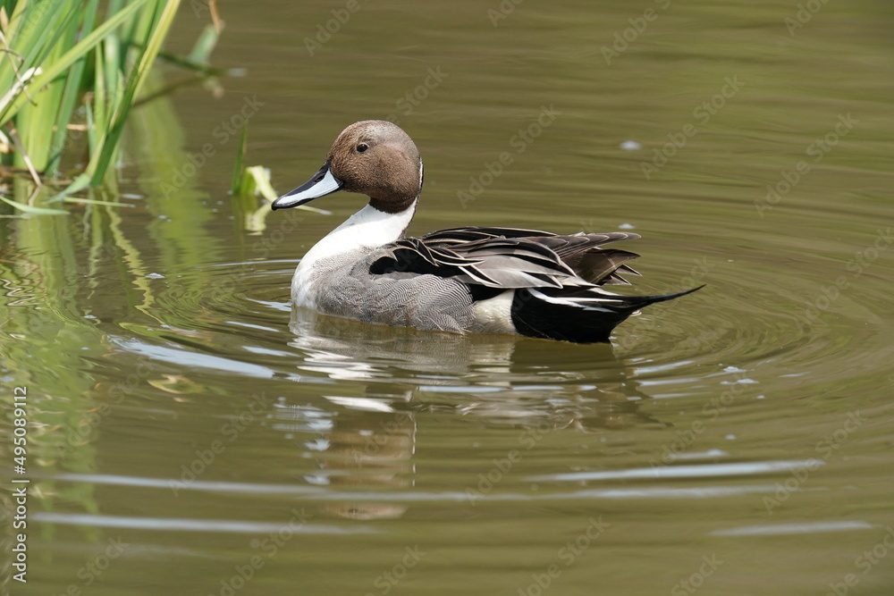 northern pintail in the pond northern pintail in the pond