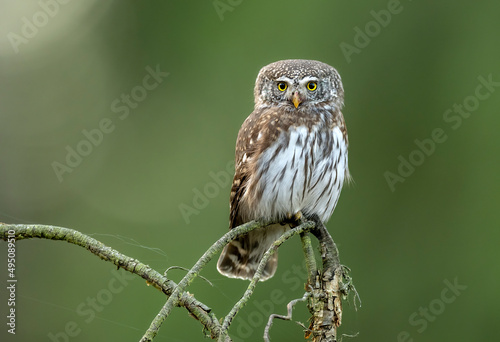 Eurasian pygmy owl ( Glaucidium passerinum ) photo
