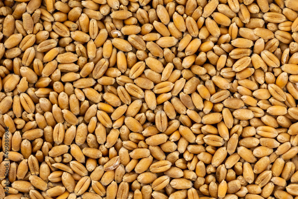 Flat layer of wheat grain. completly filling the picture. Object lit with a uniform, soft light.