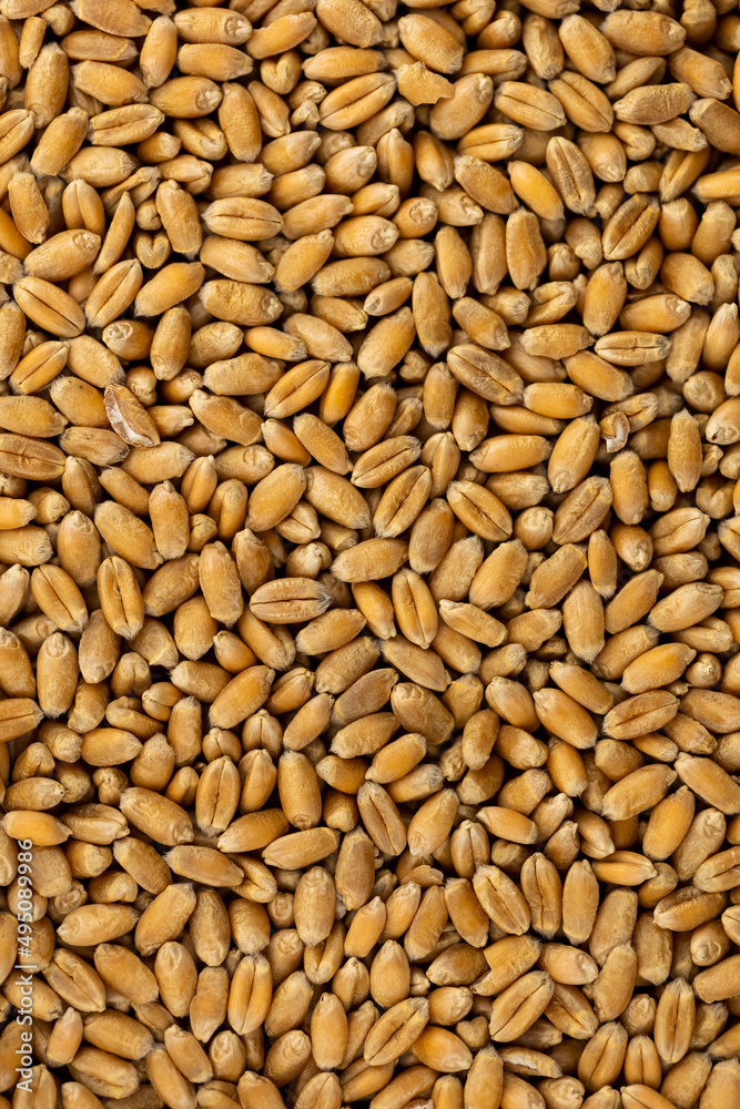 Flat layer of wheat grain. completly filling the picture. Object lit with a uniform, soft light. Flat layer of wheat grain. completly filling the picture. Object lit with a uniform, soft light.