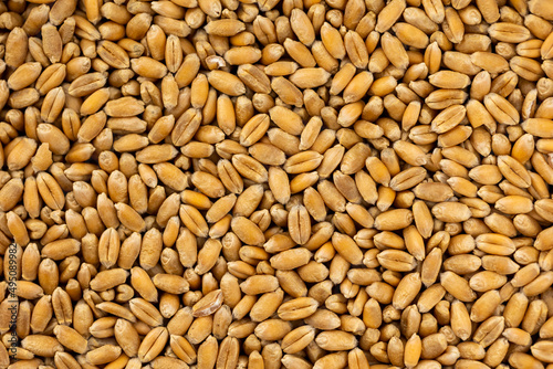 Obraz na płótnie Flat layer of wheat grain. completly filling the picture. Object lit with a uniform, soft light. w salonie