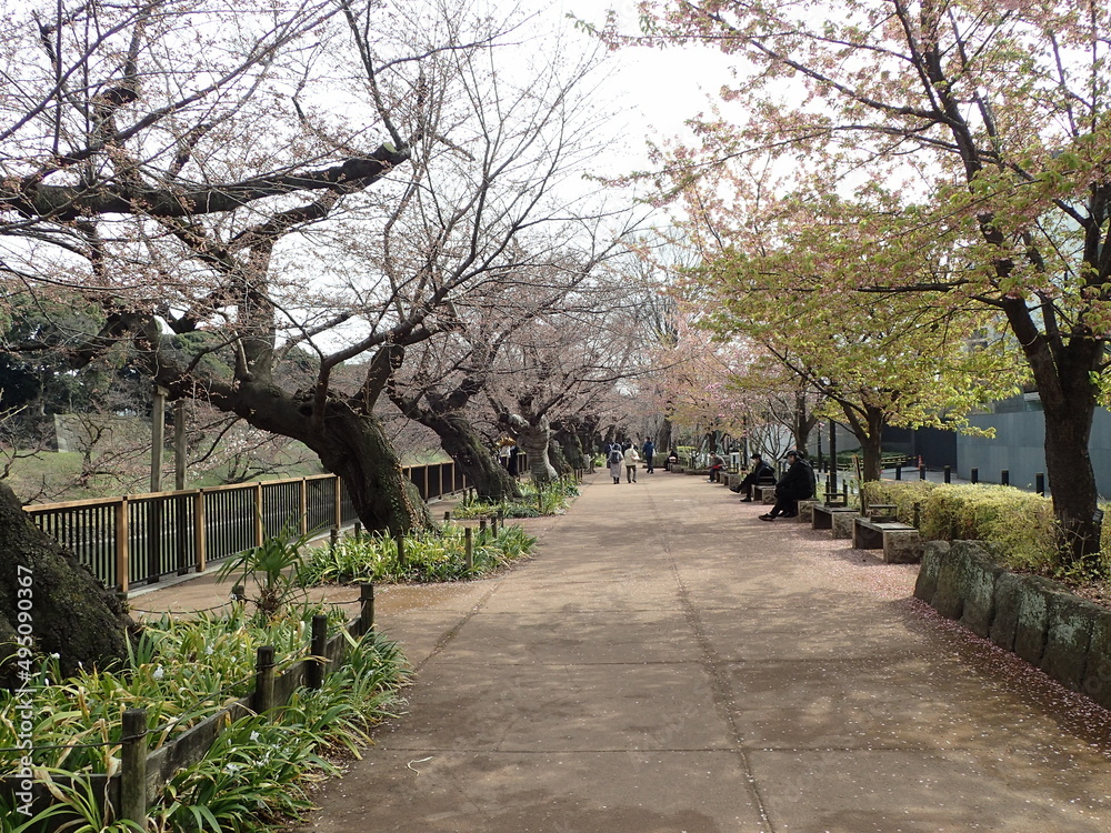 桜咲き始めの千鳥ヶ淵 桜咲き始めの千鳥ヶ淵