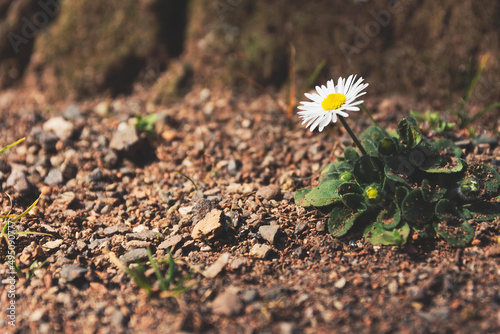 a single daisy in front of a tree © funkenzauber