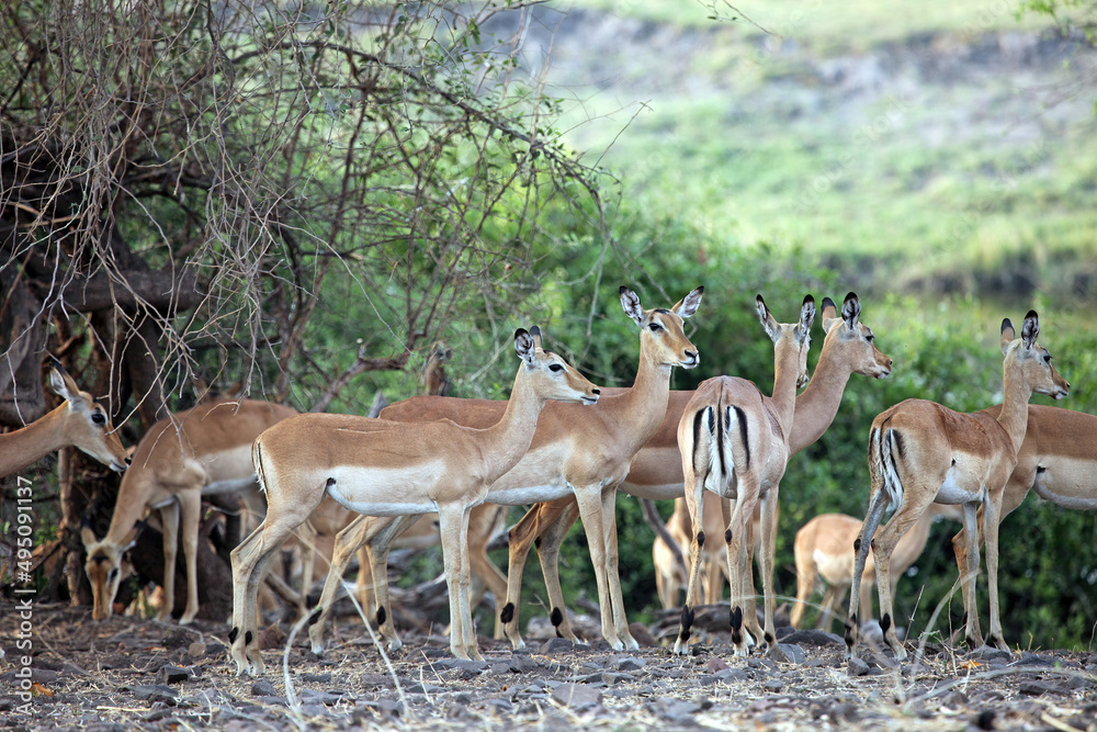 Group of impala gathered together, Botswana
