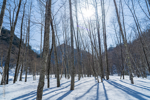 奥日光 雪の森