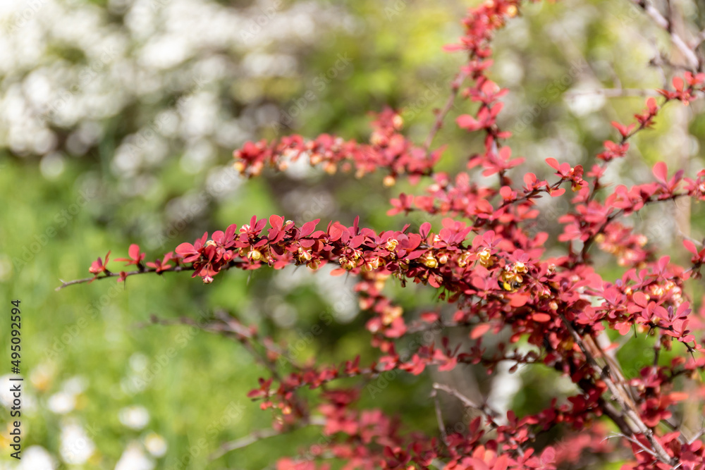 Small yellow flowers among the red leaves of Barberry Thunberg (lat. Berberis thunbergii) Small yellow flowers among the red leaves of Barberry Thunberg (lat. Berberis thunbergii)