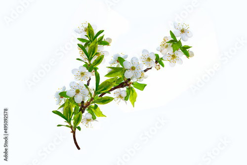 Flowering branch of cherry isolated on a white background.