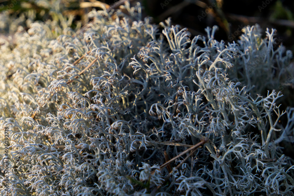 White bog moss in the sunset in the forest White bog moss in the sunset in the forest