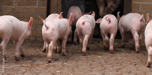 Ferkel gehen in den Stall
