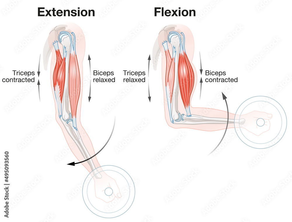 Póster Biceps And Triceps. Extension And Flexion. Labeled Illustration ...