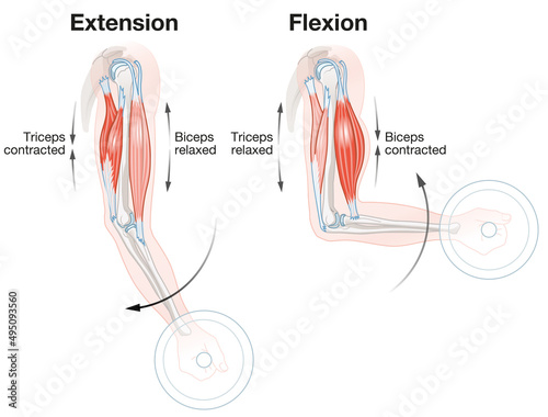 Fotobehang Biceps And Triceps. Extension And Flexion. Labeled Illustration