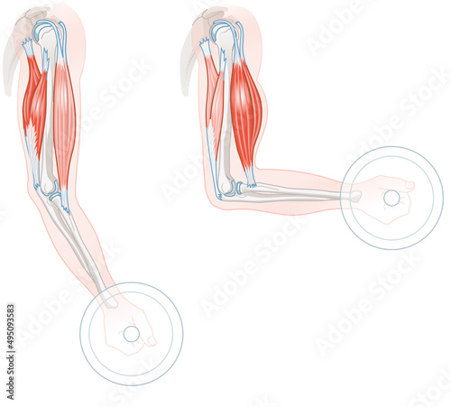 Foto Biceps And Triceps. Extension And Flexion. Illustration.