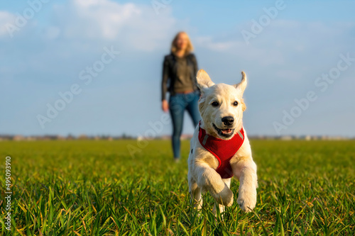 Golden retriever puppy running towards the camera with a blurred young woman in the background.