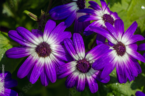 Spring time flowers in Sunder Nursery in bloom. Beautiful colours bloom in India's Spring