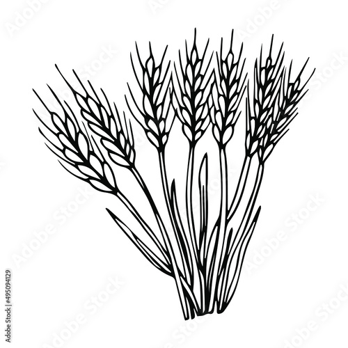 Sketch sheaf of wheat. Hand drawn Wheat ears cereals crop