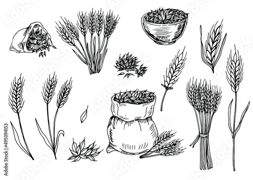Hand-drawn wheat. Cereal plants in a bag and cereals in a bowl, rye barley and ears of wheat. Sketch sketch sketch for food packaging template, food engraving
