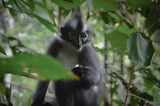 A Thomas's langur or Thomas Leaf Monkey (Presbytis thomasi) in Bukit Lawang North Sumatra, Indonesia 