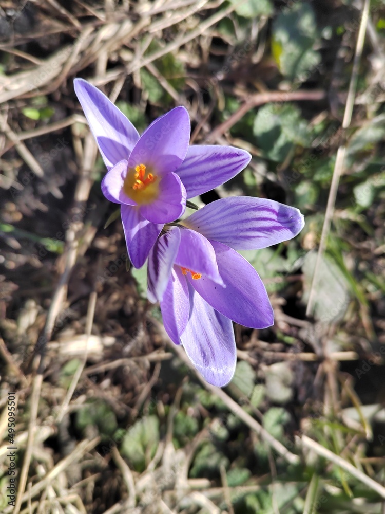 spring crocus flowers spring crocus flowers