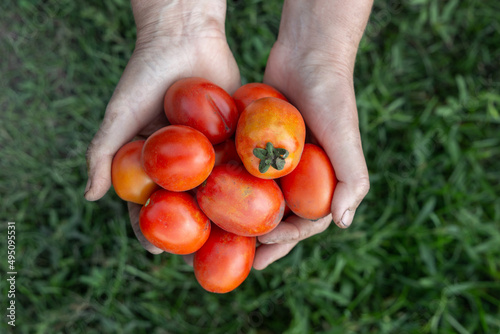 Red ripe tomatoes in caring farmers hands. Harvest own garden, cultivating vegetables