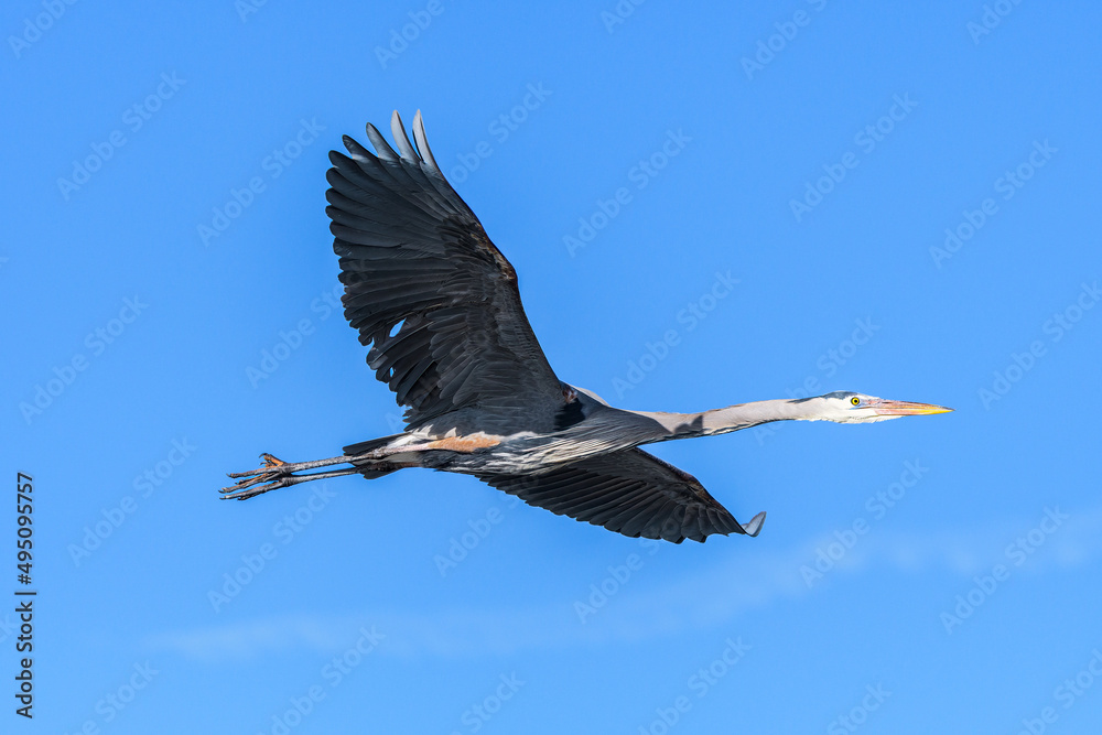 Found in most of North America, the Great Blue Heron is the largest bird in the Heron family.