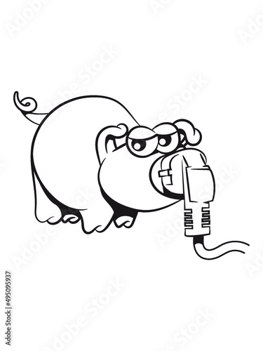 Schwein Ferkel sau 