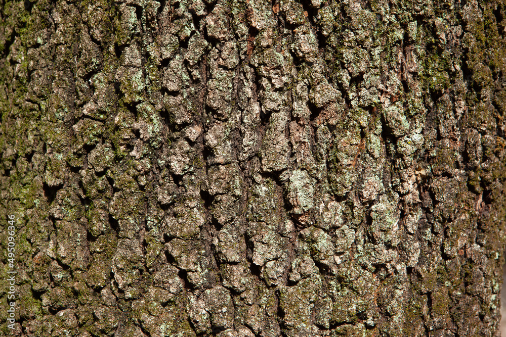 Background of brown tree bark with moss, close-up. Relief natural texture of oak trunk for publication, screensaver, wallpaper, postcard, poster, banner, cover, website, post. High quality photo Background of brown tree bark with moss, close-up. Relief natural texture of oak trunk for publication, screensaver, wallpaper, postcard, poster, banner, cover, website, post. High quality photo