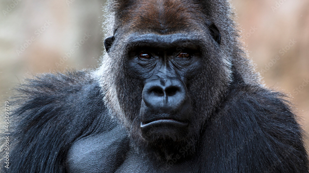 Dramatic close-up portrait of a sad silverback gorilla making eye contact