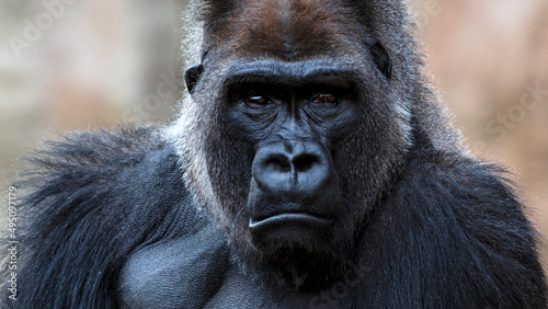 Dramatic close-up portrait of a sad silverback gorilla making eye contact