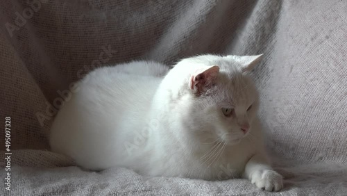 Weiße Katze sitzt auf dem Sofa und schaut interessiert mit Schlitzpupillen umher. Heller Hintergrund, Nahaufnahme photo
