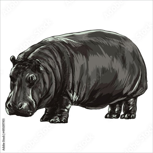 Hippopotamus vintage engrave isolated  vector illustration