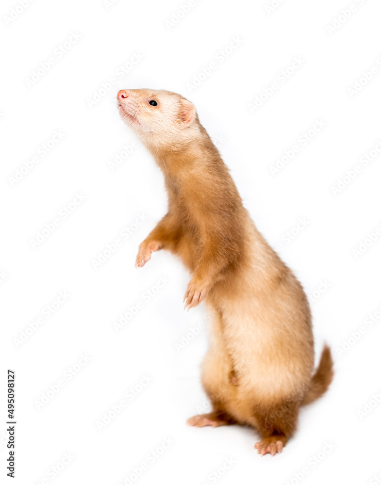 Ferret on a white background is insulated. Light color of the pet. Ermine, weasel, marten. Ferret on a white background is insulated. Light color of the pet. Ermine, weasel, marten.
