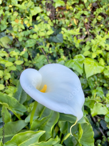 Zantedeschia aethiopica