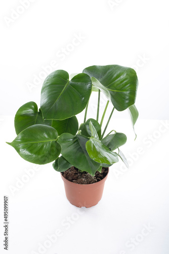 Beautiful Monstera flower Minimalism concept on a white background. Monstera Monkey Mask or Monstera obliqua in the pot.