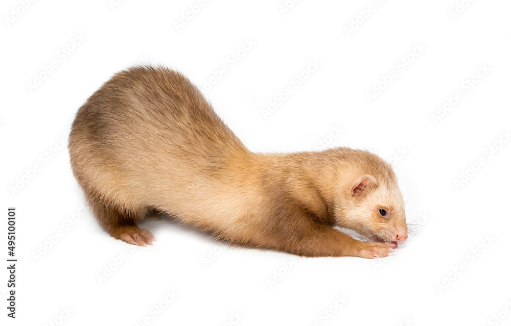 Ferret on a white background is insulated. Light color of the pet. Ermine, weasel, marten. Ferret eats treats. Ferret on a white background is insulated. Light color of the pet. Ermine, weasel, marten. Ferret eats treats.